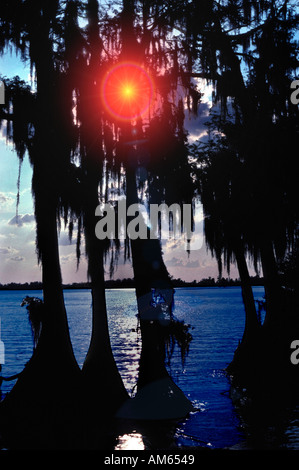 Sonnenuntergang über der Küste durch obere Zypresse Äste Abfackeln Stockfoto