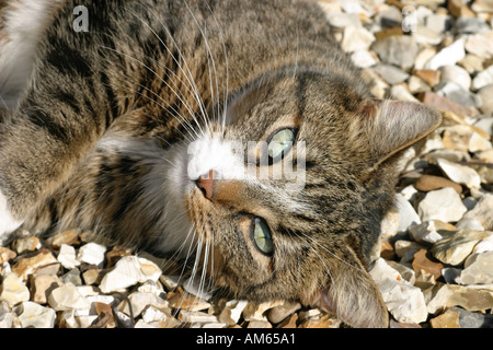 Schläfrige Haustier Katze liegend die Sonne im Garten genießen. Nickerchen Stockfoto