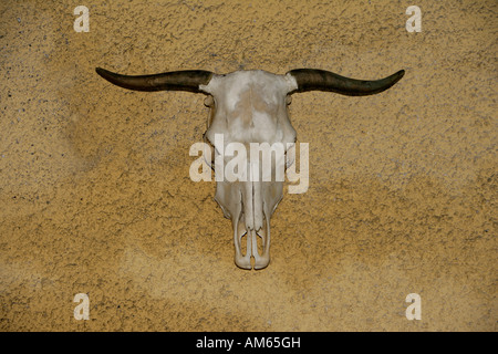 Stier Schädel an der Wand Stockfoto