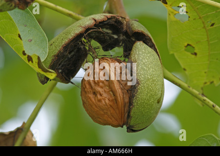 Frucht der gemeinsamen Walnuss (Juglans Regia) Stockfoto