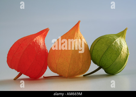 Blütenkelche der Physalis Peruviana, Kap-Stachelbeere Stockfoto