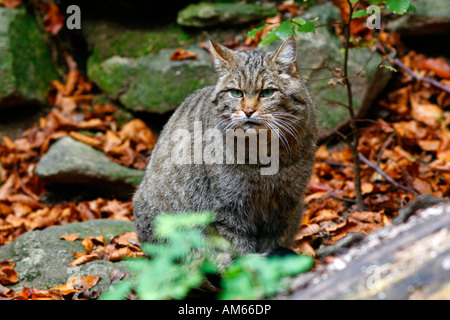 Europäische Wildkatze (Felis Silvestris), Freigehege Bayerischer Wald, Deutschland Stockfoto