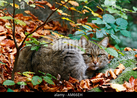 Europäische Wildkatze (Felis Silvestris), Freigehege Bayerischer Wald, Deutschland Stockfoto