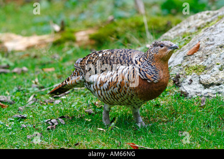 Auerhahn Henne [at Urogallus] Stockfoto