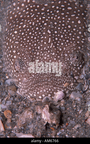 Nördlichen Stargazer Astroscopus guttatus Stockfoto