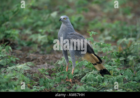 Kran-Hawk (Geranospiza Caerulescens) Pantanal, Brasilien, Südamerika Stockfoto