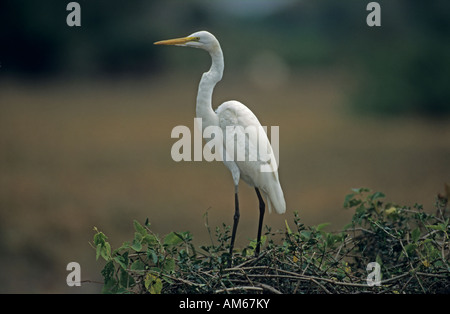 Große Silberreiher (Casmerodius Albus) Pantanal, Brasilien, Südamerika Stockfoto