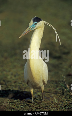 Angeschnittene Ärmel Heron (Pilherodius Pileatus) Pantanal, Brasilien, Südamerika Stockfoto