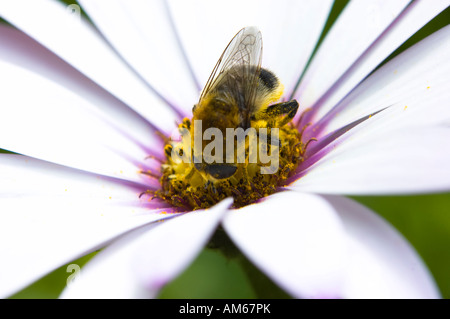 Bienen ernähren sich von Pollen daisy Stockfoto