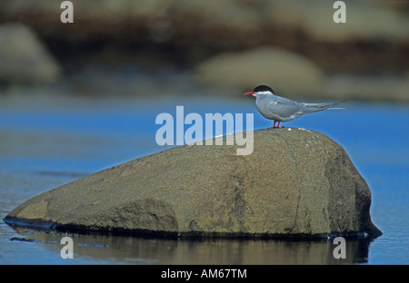 Küstenseeschwalbe (Sterna Paradisaea) arktischen Spitzbergen, Svalbard, Norwegen Stockfoto