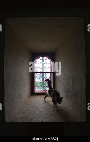 Eine Katze mit dem baskischen Kirche von Aïnhoa (Frankreich) vertraut. Chat-Familier De La petite Église du Dorf baskischen d'Aïnhoa (Frankreich). Stockfoto