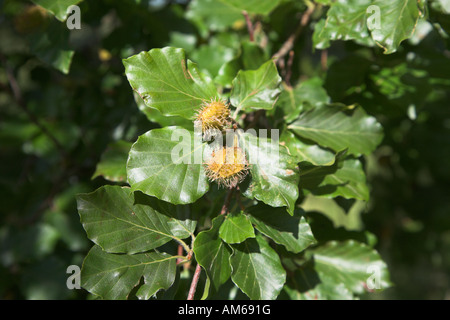 Buche Baum Fagus Sylvatica verlässt und Muttern hautnah Stockfoto