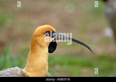 Black-faced Ibis, Theristicus melanopis Stockfoto