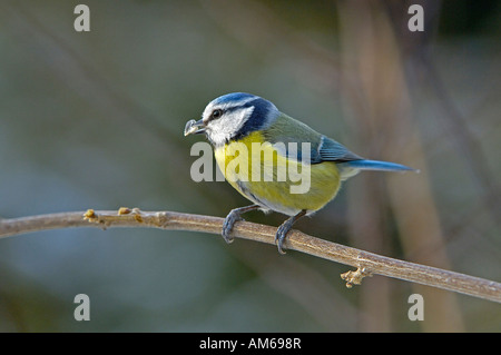 Meise, Parus caeruleus Stockfoto