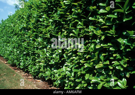 KIRSCHLORBEER Hecke Prunus laurocerasus Stockfoto