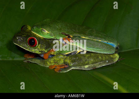 Red Eyed Laubfrosch Agalychnis Callidryas paar Paarung Costa Rica Stockfoto