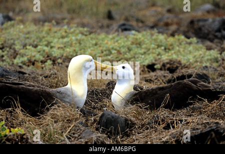 Galapagos-Albatros, Diomedea irrorata Stockfoto