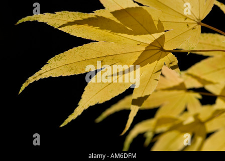 Acer Palmatum mit gelben Herbst Blätter vor einem dunklen Hintergrund Stockfoto