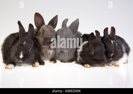 fünf Hasen auf dem grauen Hintergrund Stockfoto