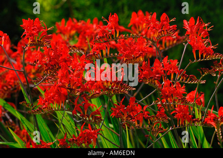 Lebendige & lebendige rot gefärbten Crocosmia Lucifer Blumen. Stockfoto