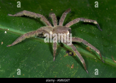 Wandering Spinne, Banane Spinne (Cupiennius Coccineus), Porträt ...