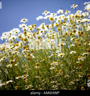 Deutsch Kamille (Matricaria Recutita) Stockfoto