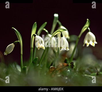 Frühling Schneeflocke (Leucojum Vernum) Stockfoto