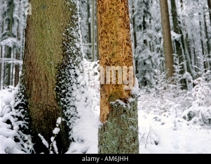 Borkenkäferbefall, beschädigten Baum im winter Stockfoto
