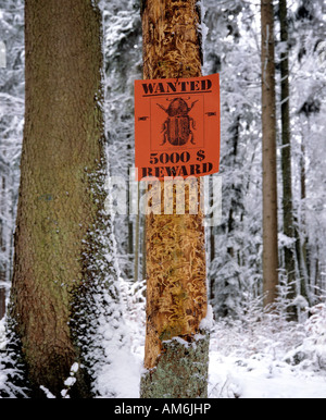 Borkenkäferbefall, beschädigten Baum im Winter, wollte-Zeichen Stockfoto