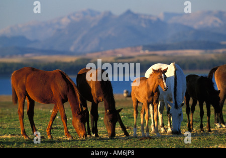 Eine Herde von kostenlos bis Pferde in der Provinz Cadiz mit Grazalema Mountainrange in den Rücken Stockfoto