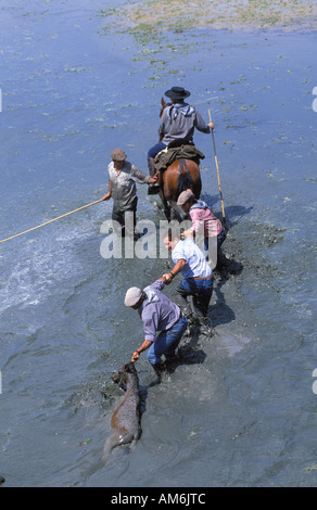 Almonte Coto Donana Saca de Yeguas die Cowboys versuchen, ein Fohlen zu retten, die im Schlamm stecken Stockfoto