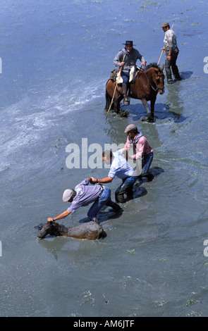 Almonte Coto Donana Saca de Yeguas die Cowboys versuchen, ein Fohlen zu retten, die im Schlamm stecken Stockfoto