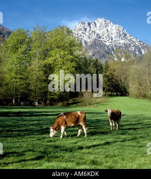 Hochstaufen-Berg, Weide, Chiemgauer Alpen, Berchtesgadener Land, Oberbayern, Deutschland Stockfoto