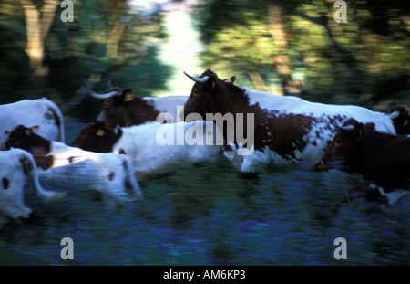 Eine Herde Kühe Stockfoto