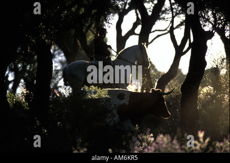 Tarifa Spanisch Cowboy patrouillieren die Rinder Stockfoto