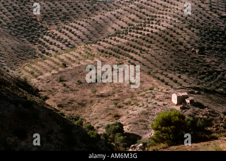 Reihen von Olivenbäumen beleuchtet durch Sonnenlicht am frühen Morgen in der Nähe von Jodar, Provinz Jaen, Spanien Stockfoto