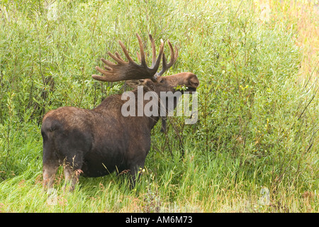 Ein Stier Elch kaut Weidenblättern im Grand Teton National Park. Stockfoto