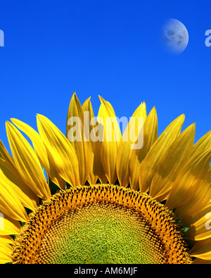 FR - PROVENCE: Sonnenblumen und Mond Stockfoto