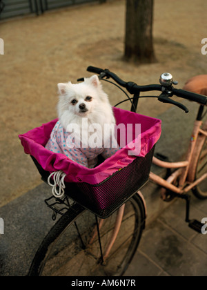Ein kleiner Hund sitzt in einem Fahrradkorb in einem Park in der Nähe der verbotenen Stadt in Peking China Stockfoto
