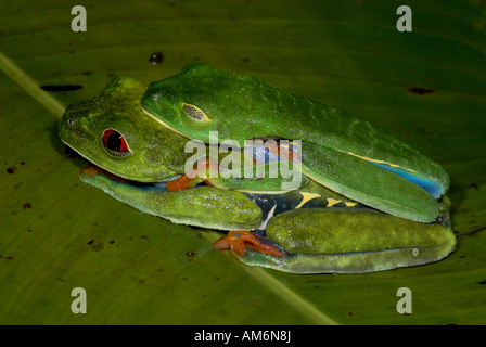 Red Eyed Laubfrosch Agalychnis Callidryas paar Paarung Costa Rica Stockfoto
