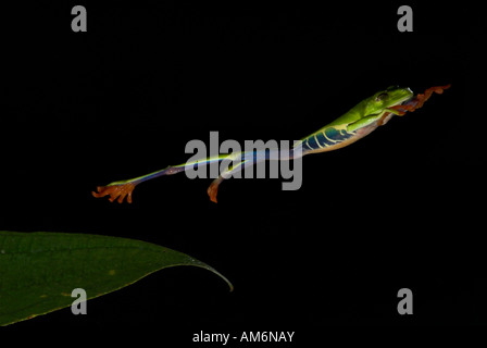 Red Eyed Laubfrosch Agalychnis Callidryas springen von Blatt Costa Rica Stockfoto