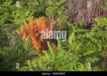 Herbstfarben im Bracken auf Heideland Suffolk Sandlings in der Nähe von Shottisham, Suffolk, England Stockfoto