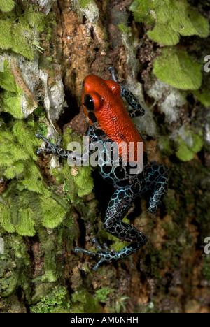 Red Back Poison Frog oder retikuliert Poison Frog Dendrobates Reticulatus Iquitos Nord-Peru Stockfoto