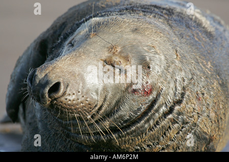 Atlantische Kegelrobben (Halichoerus Grypus) Stockfoto