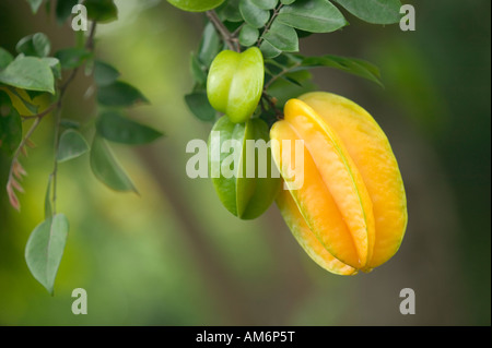 Reife Sternfrüchte Zweig hängen. Stockfoto