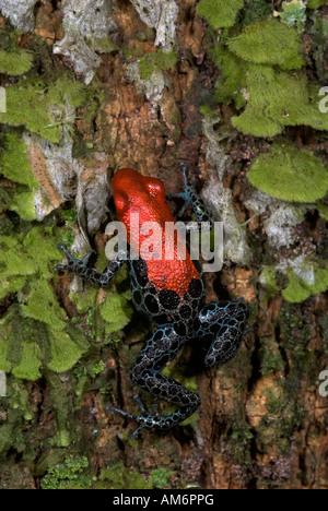 Red Back Poison Frog oder retikuliert Poison Frog Dendrobates Reticulatus Iquitos Nord-Peru Stockfoto
