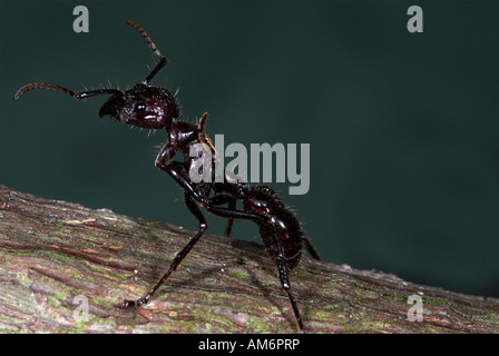 Bullet Ant oder 24 Stunden Ameise Paraponeragroße Clavata Iquitos Peru Stockfoto