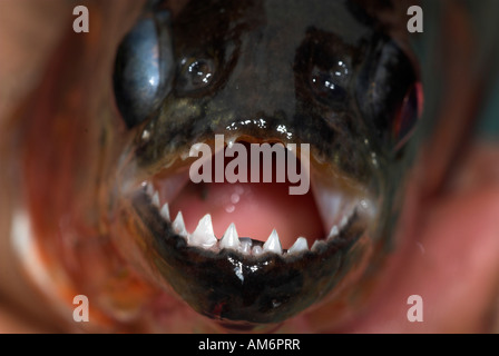 Weiße Piranha Fisch Serrasalmus Rhombeus Nauapa Fluss Iquitos Peru Stockfoto