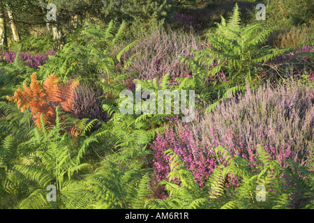 Herbstfarben im Bracken auf Heideland Suffolk Sandlings in der Nähe von Shottisham, Suffolk, England Stockfoto