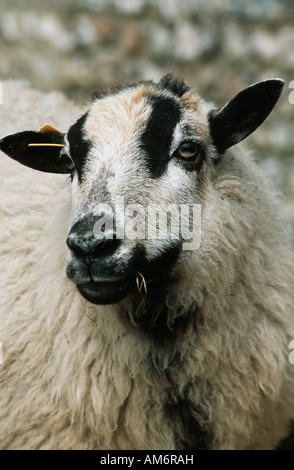 WELSH MOUNTAIN BADGER KONFRONTIERT SCHAFE Stockfoto